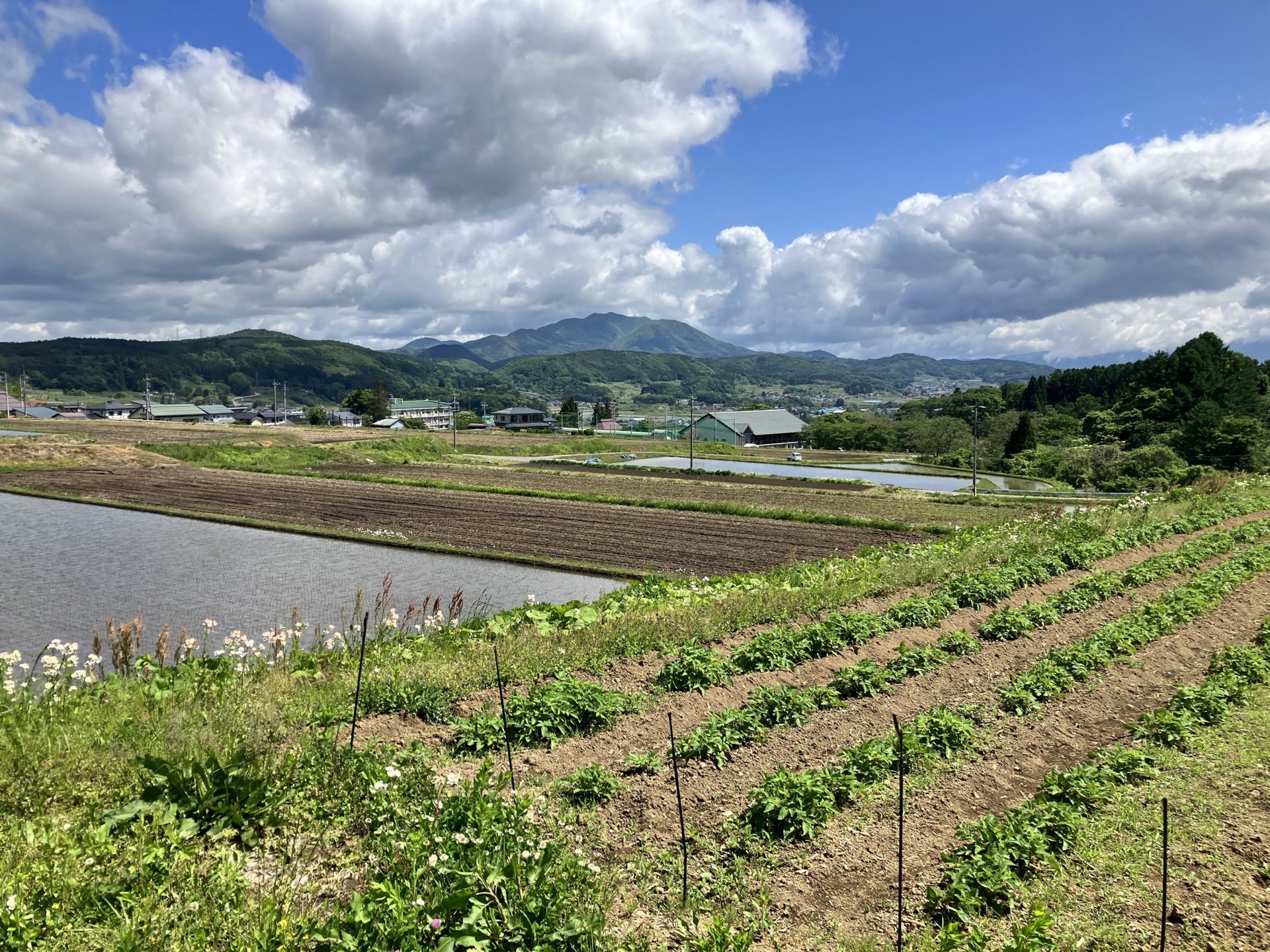 農業体験